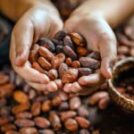 Usos del cacao en la cultura prehispánica  mexicana